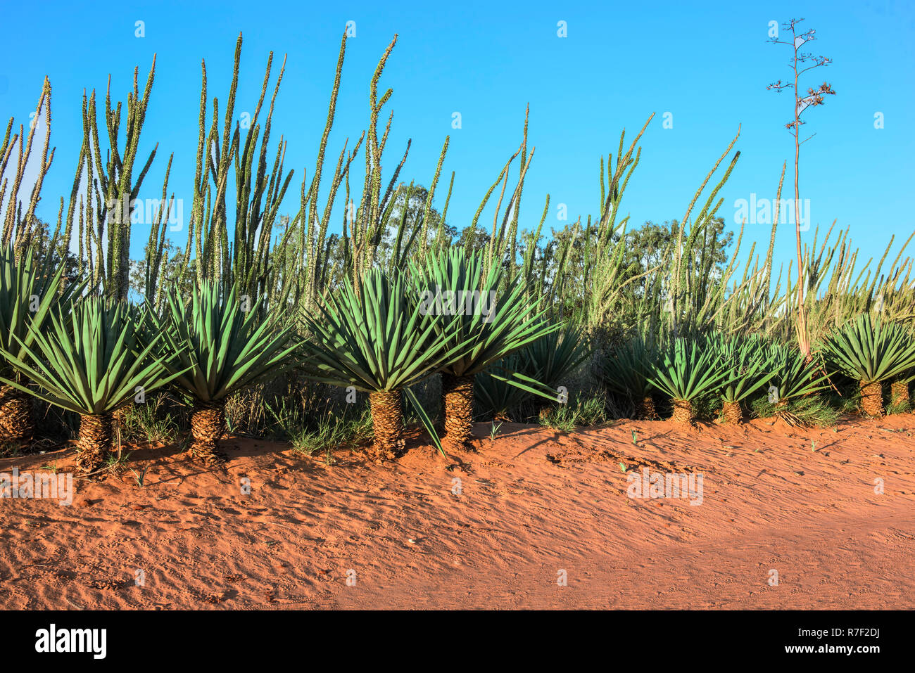 Sisal (agave sisalana), Berenty, Tolagnaro, provincia di Toliara, Madagascar Foto Stock