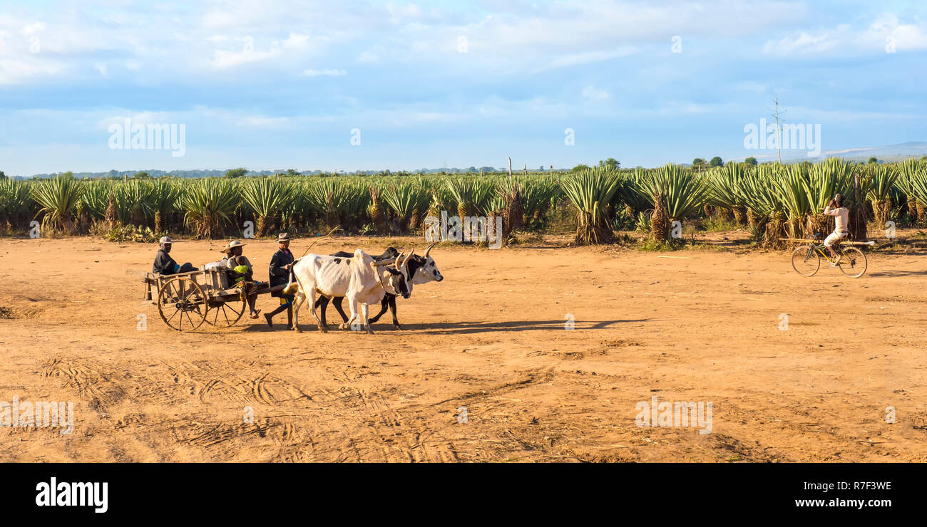 Ox carrello nella parte anteriore di una piantagione di sisal (agave sisalana), Berenty, Tolagnaro, provincia di Toliara, Madagascar Foto Stock