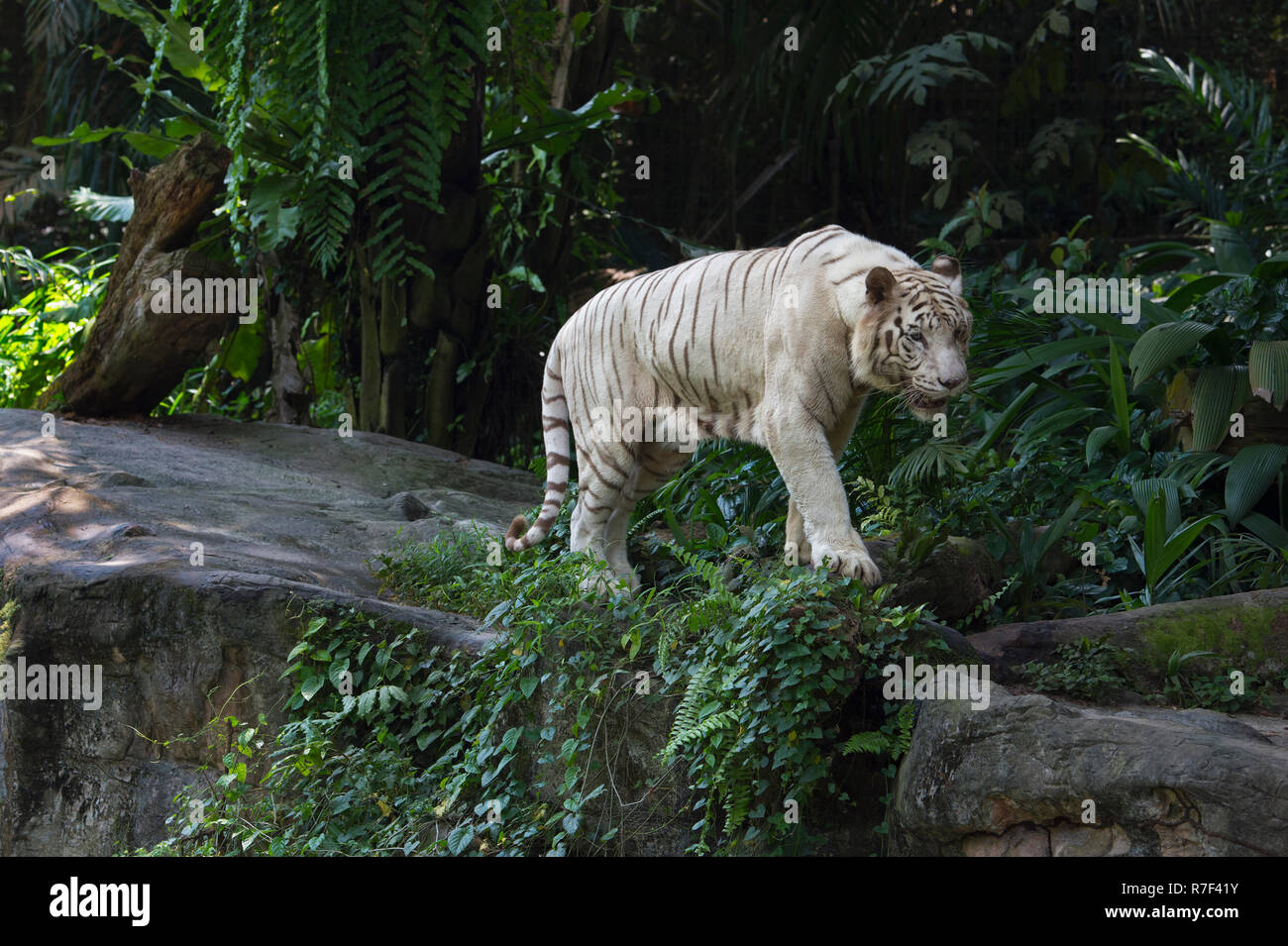 Tigre bianca del Bengala (Panthera tigris tigris), Singapore Foto Stock