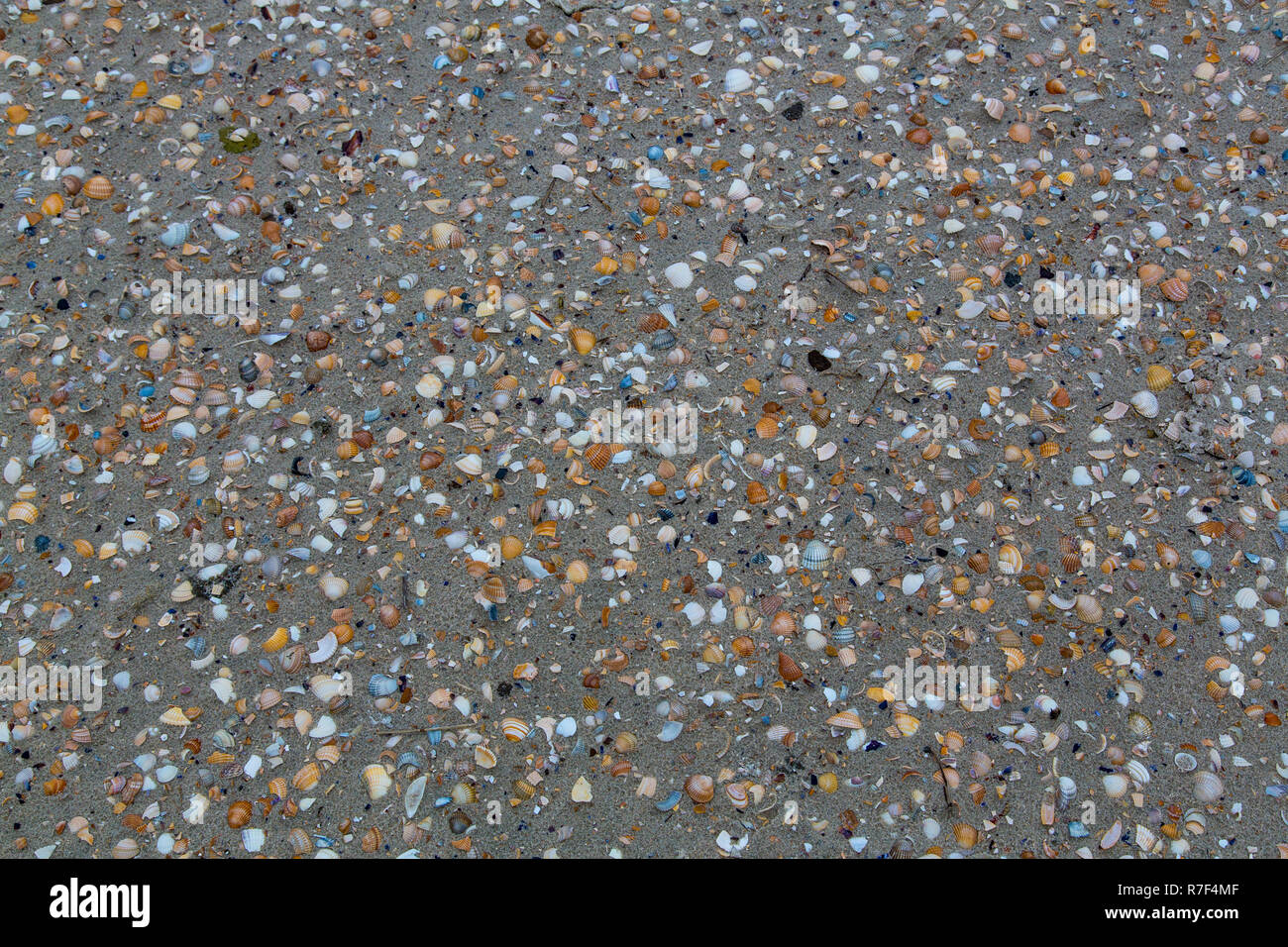 Conchiglie sulla spiaggia, Spiekeroog, Frisia orientale, Bassa Sassonia, Germania Foto Stock