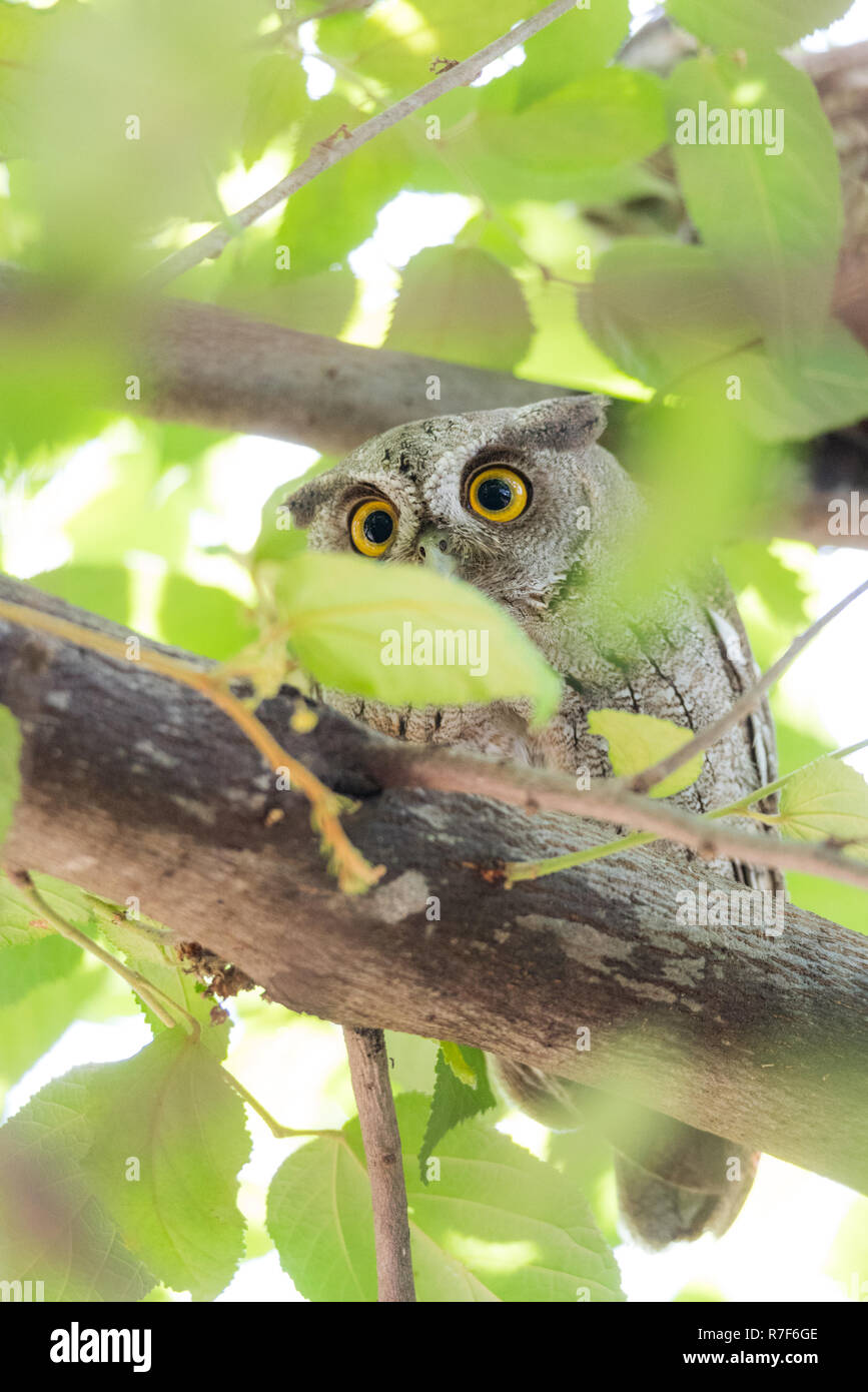 Pacific civetta (Megascops cooperi) arroccato, appoggiati a un albero durante il giorno. Membro della famiglia titonidi. Rigorosamente un Cacciatore notturno. Foto Stock
