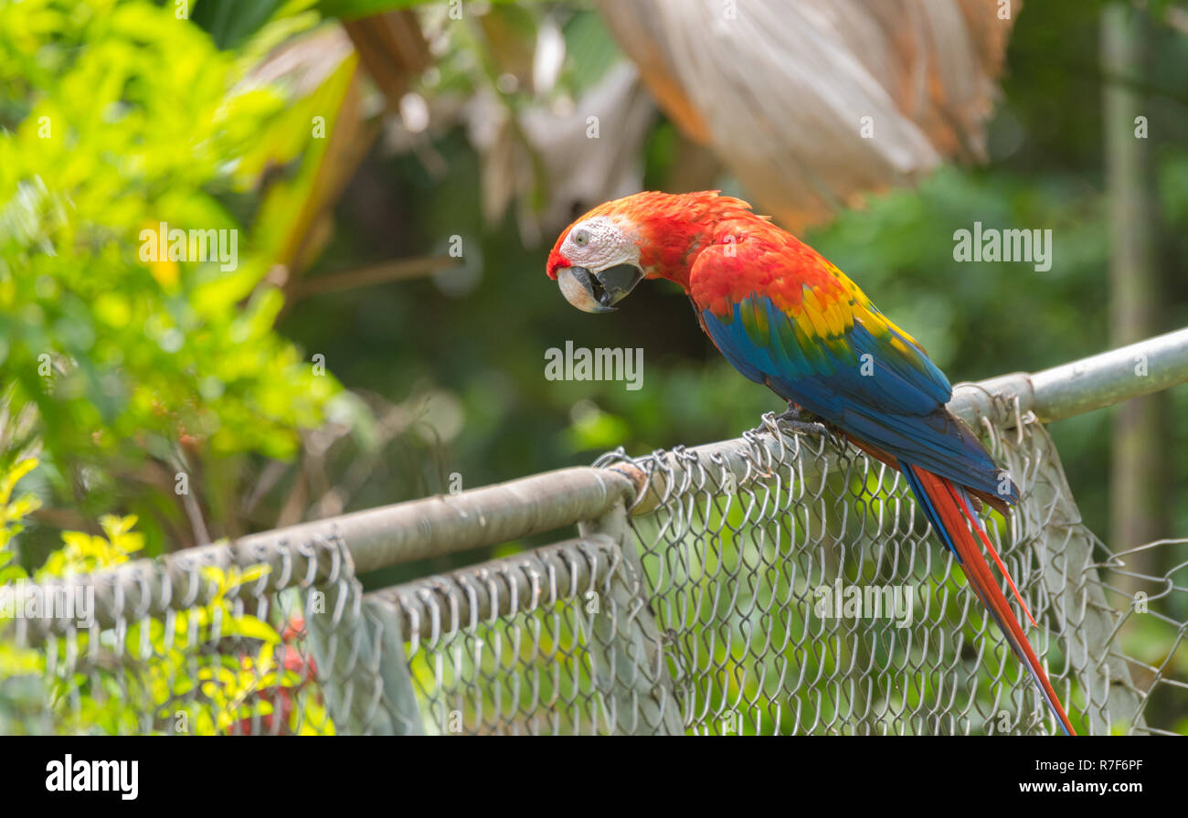 Scarlet Macaw (Ara Macao), grande rosso, giallo e blu e Centrale Sud Americana parrot. Membro del gruppo grande di Neotropical chiamato pappagalli pappagalli. Foto Stock