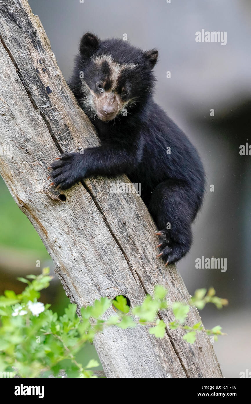 Spectacled bear, Andino bear (Tremarctos ornatus) animale giovane arrampicata, captive Foto Stock
