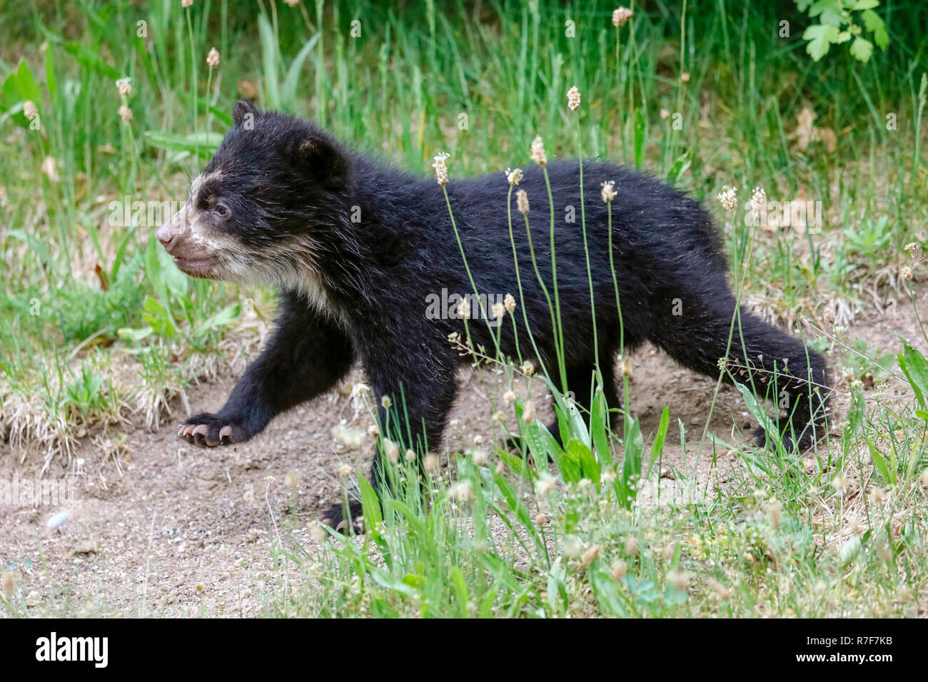 Spectacled bear, Andino bear (Tremarctos ornatus) animale giovane arrampicata, captive Foto Stock