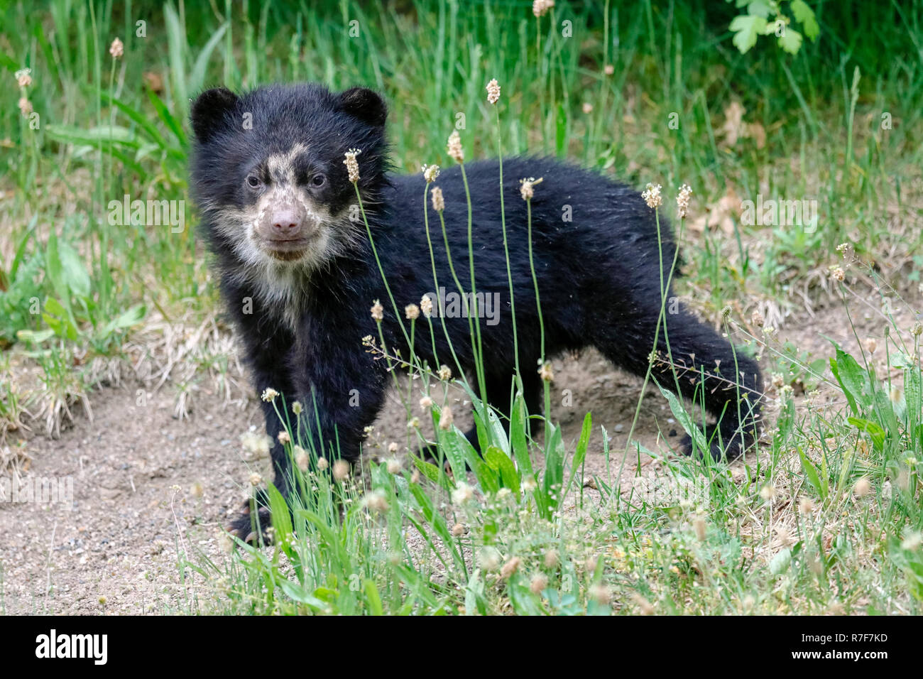 Spectacled bear, Andino bear (Tremarctos ornatus) animale giovane arrampicata, captive Foto Stock