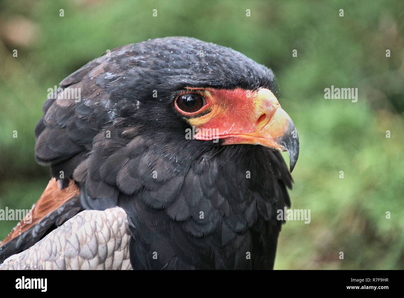 Una foto di una Bateleur Eagle Foto Stock