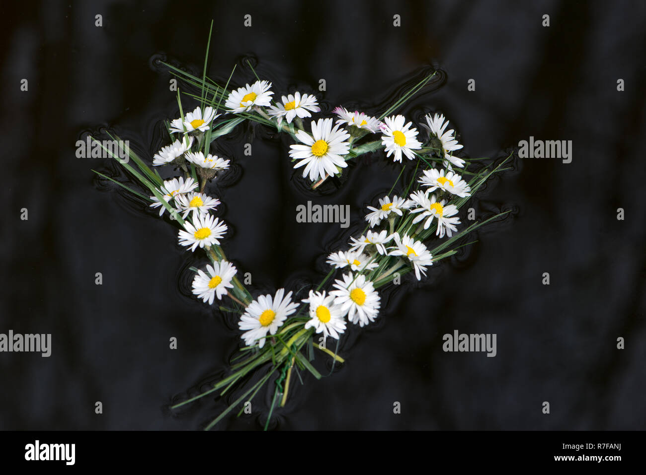 Cuore galleggiante di fiori a margherita Foto Stock