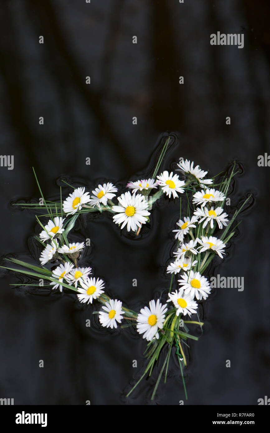 Cuore galleggiante di fiori a margherita Foto Stock