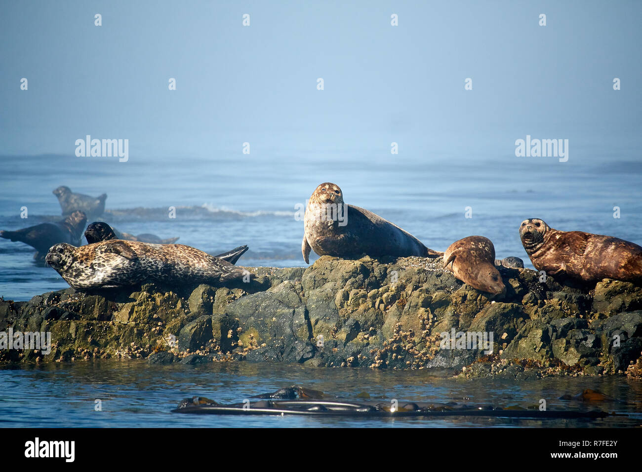 Gruppo di guarnizioni, Isola di Vancouver, Canada Foto Stock