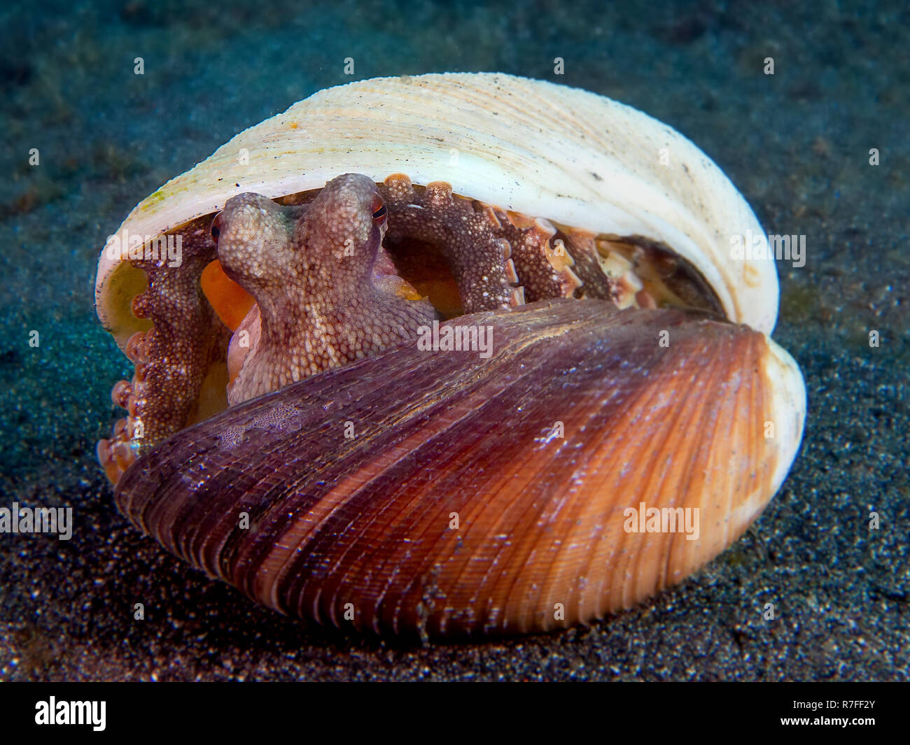 Il Cocco Octopus Sulawesi Foto Stock