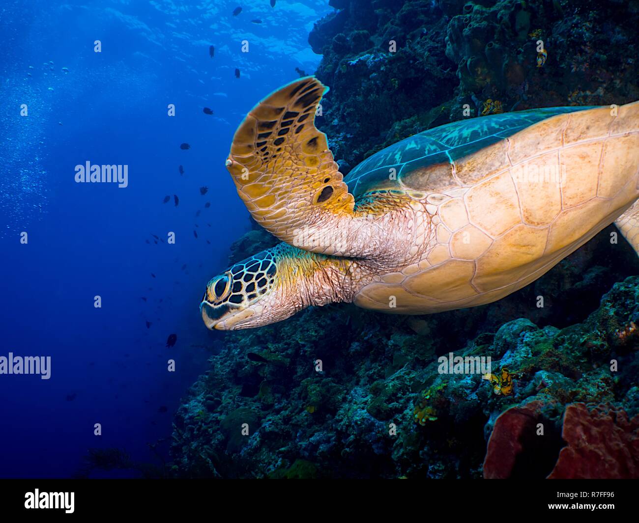 Tartaruga Verde nelle Sulawesi Foto Stock