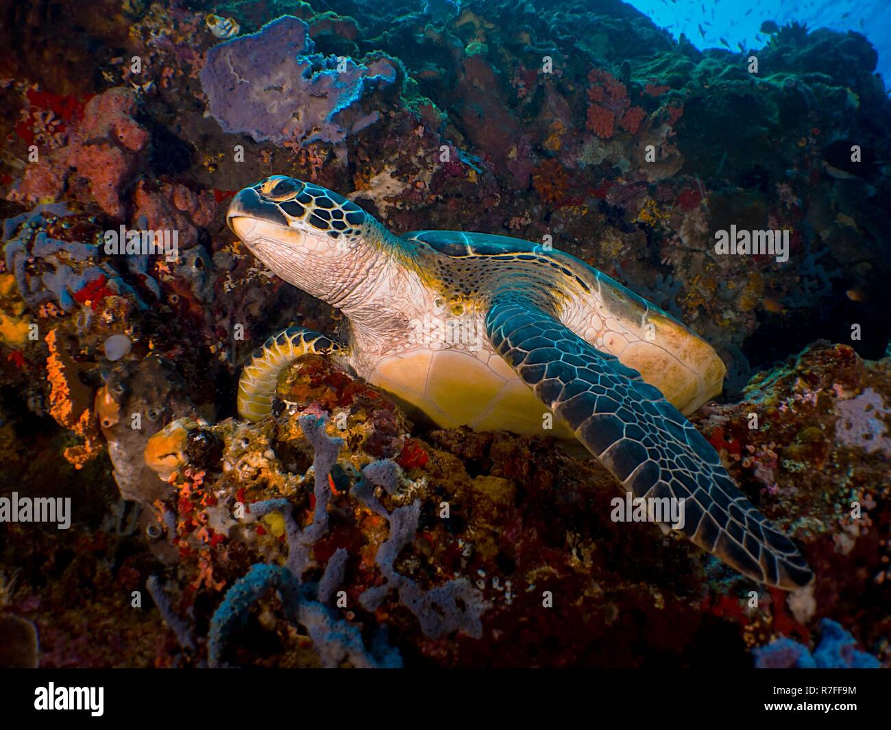 Greenturtle nel Bunaken Foto Stock