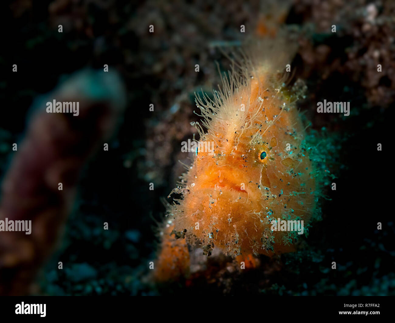 Rana pescatrice pelose in Indonesia Foto Stock