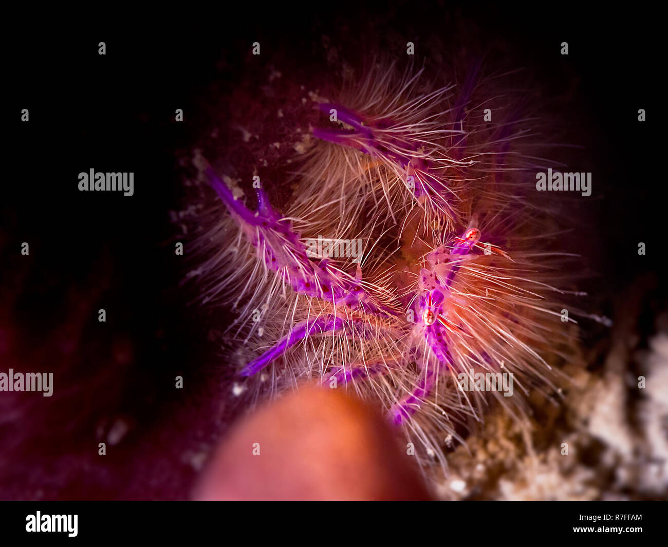 Hairy Squat Lobster nell isola di Sulawesi Foto Stock
