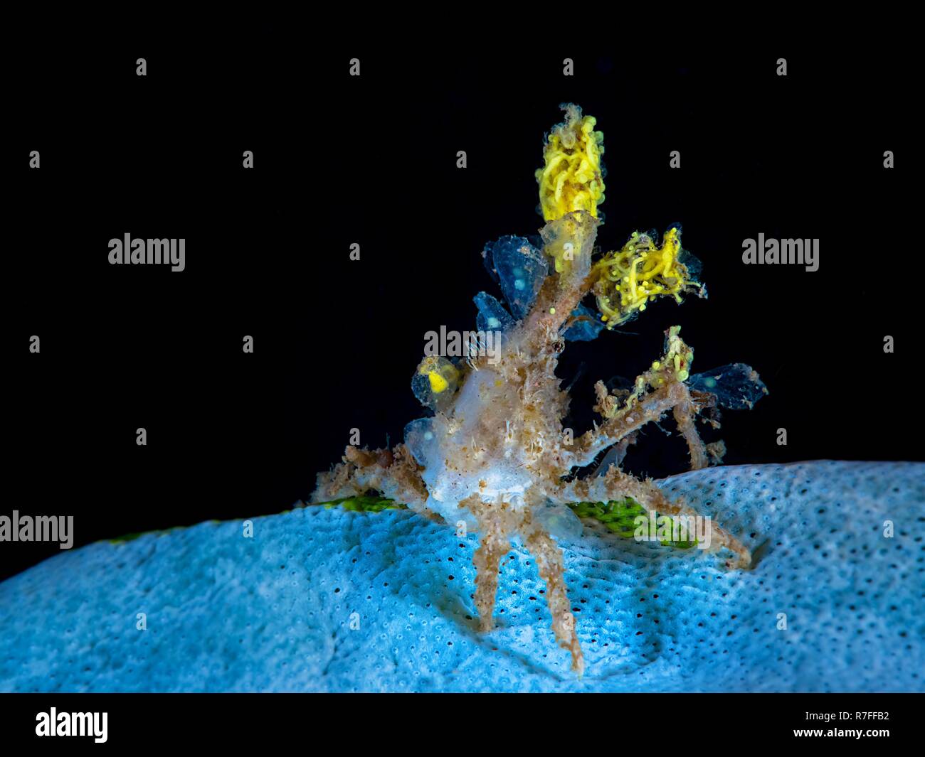 Il Granchio Halimeda nell isola di Sulawesi Foto Stock