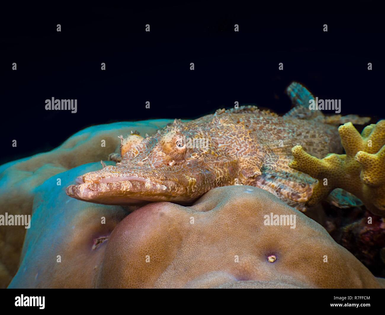Coccodrillo pesce Flathead nell isola di Sulawesi Foto Stock