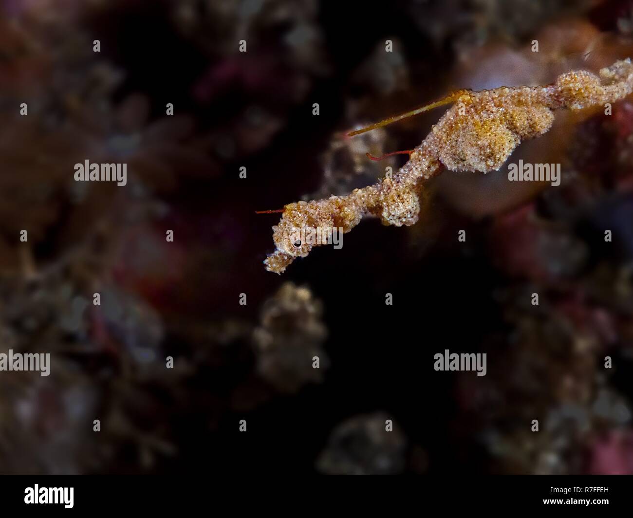 Lembeh Seadragon nell isola di Sulawesi Foto Stock