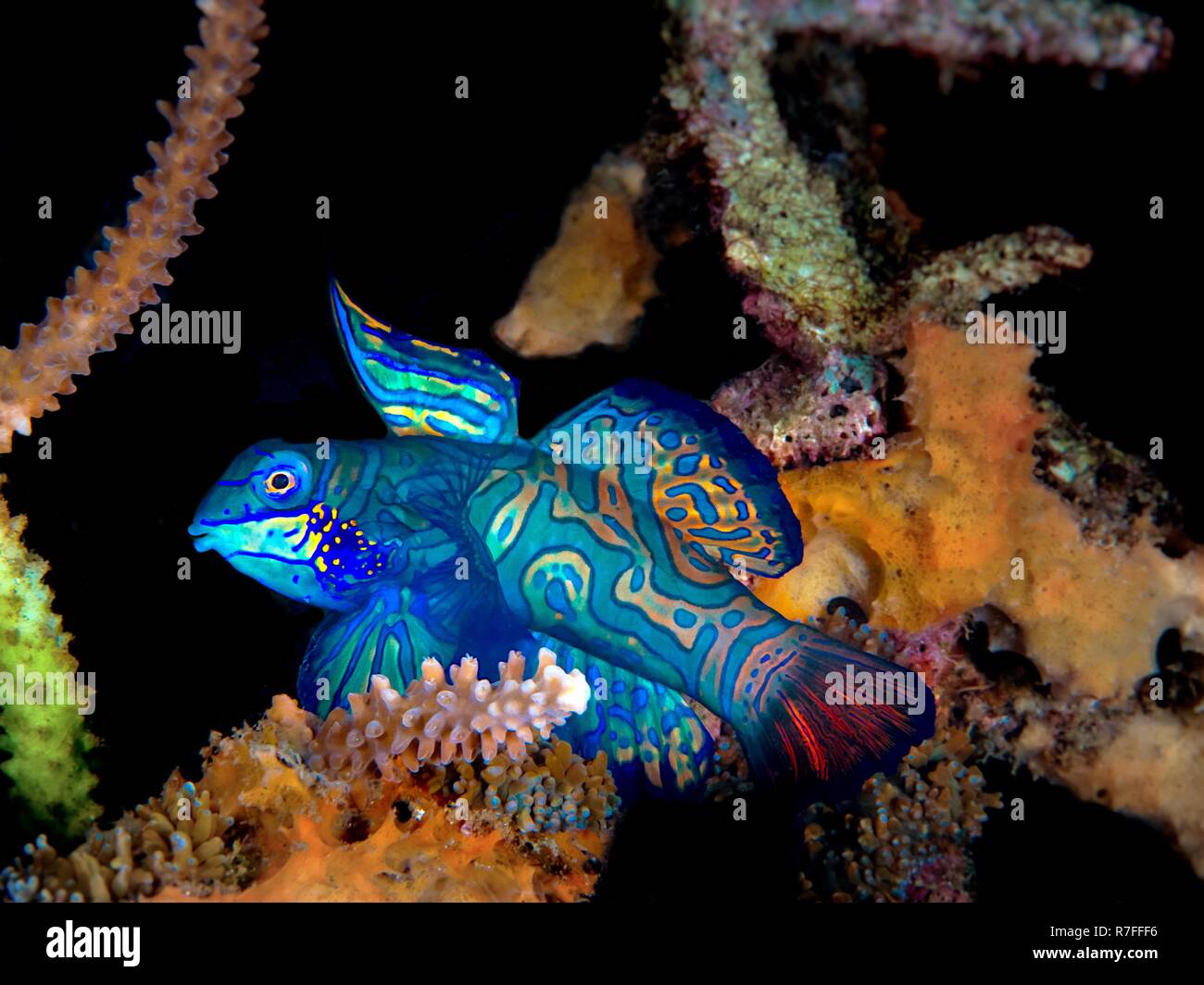 Pesce mandarino nell isola di Sulawesi Foto Stock