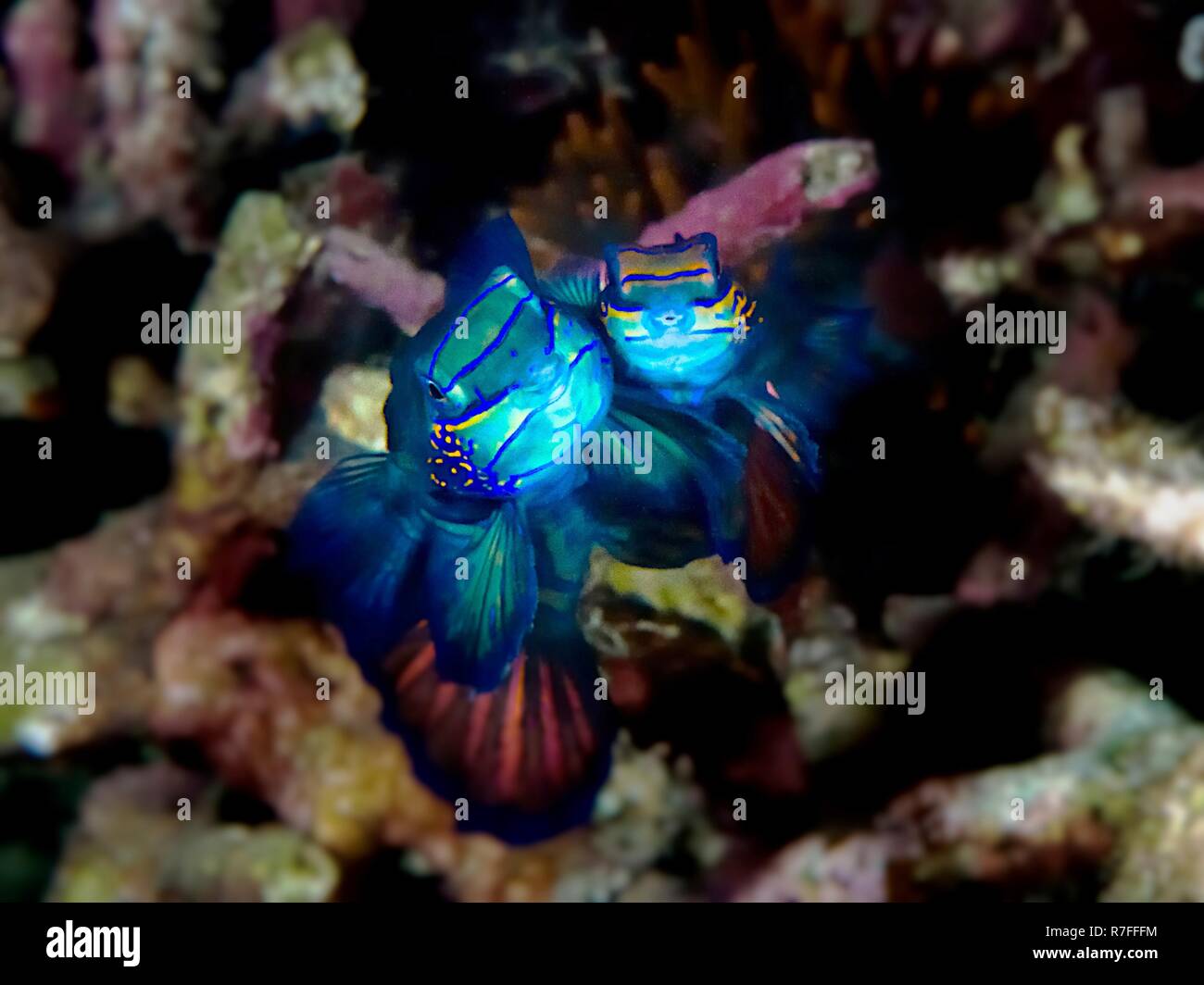 Pesce mandarino nell isola di Sulawesi Foto Stock