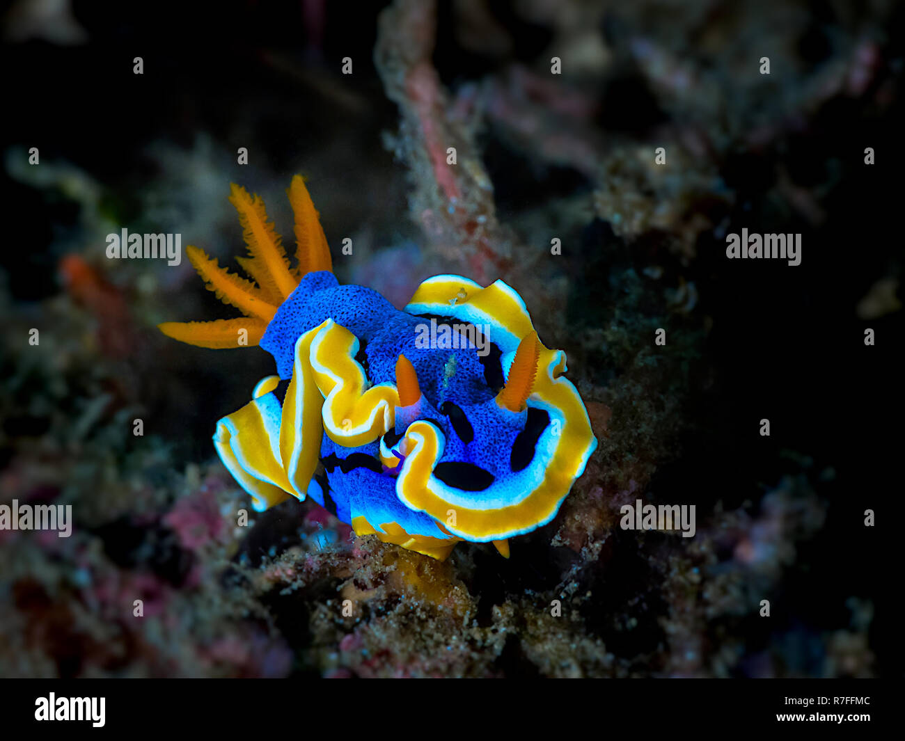 Chromodoris Elisabethina nell isola di Sulawesi Foto Stock