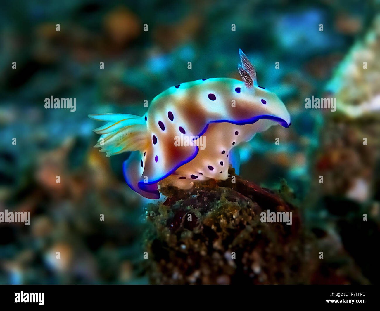 Nudibranch nell isola di Sulawesi Foto Stock