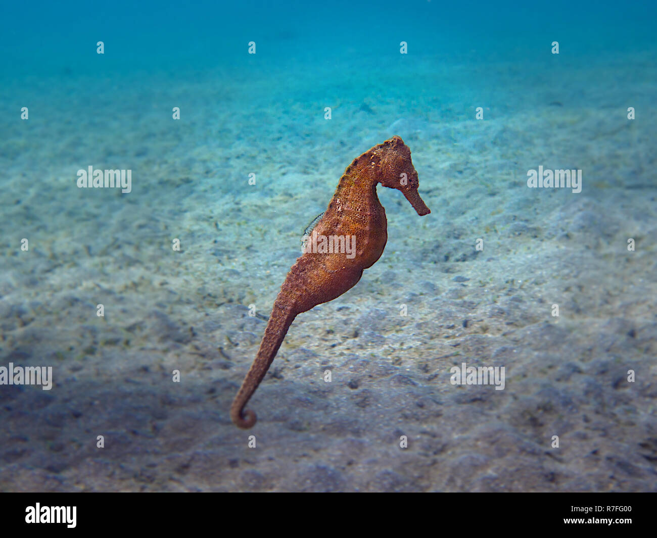 Cavalluccio marino nelle Sulawesi Foto Stock