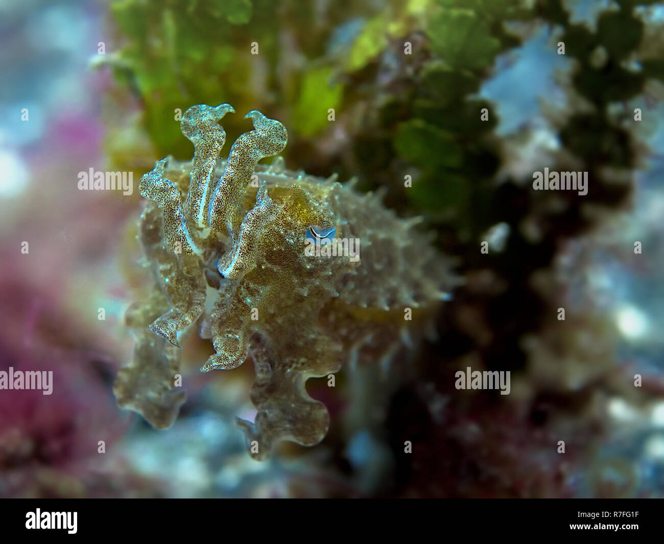 Seppie Broadclub nell isola di Sulawesi Foto Stock