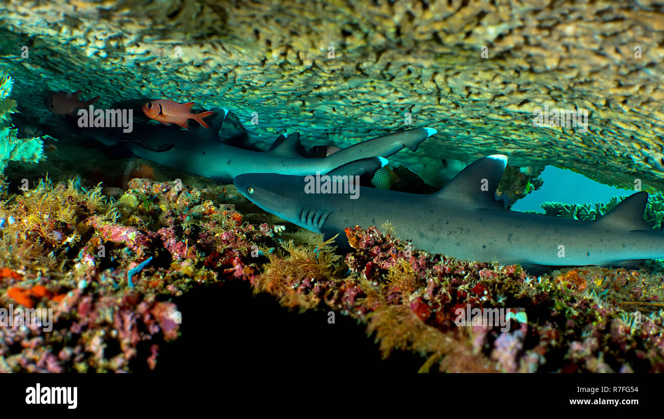 Whitetipped reef shark nell isola di Sulawesi Foto Stock