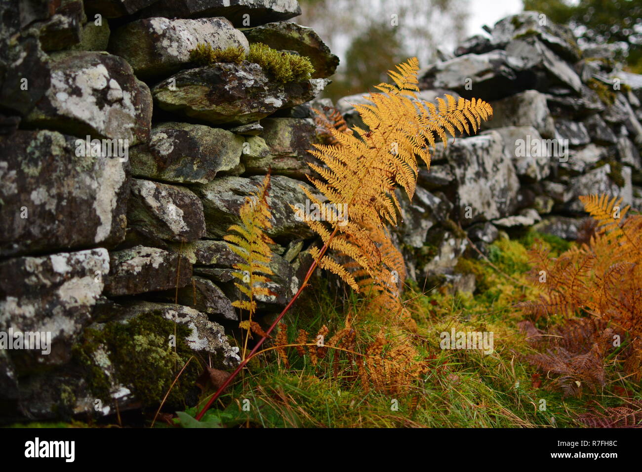 Autunno dorato Fern contro stalattite sfondo a parete Foto Stock