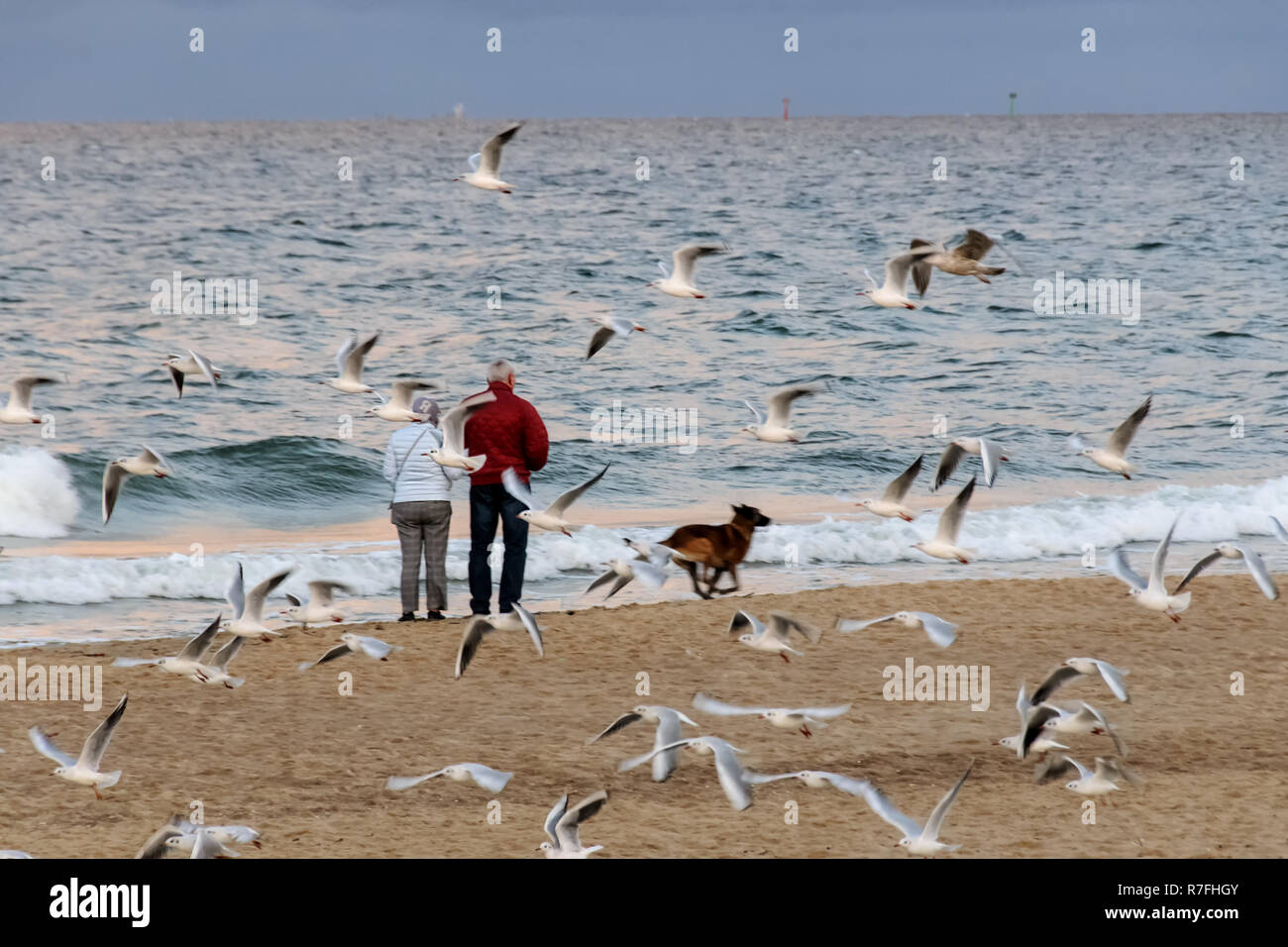 La vecchiaia per due. A piedi dal mare, donna, uomo e cane coppia senior abbracciando e camminare sulla riva del mare Foto Stock