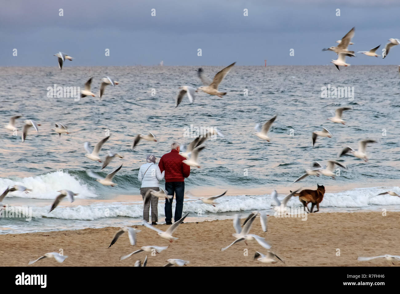 La vecchiaia per due. A piedi dal mare, donna, uomo e cane coppia senior abbracciando e camminare sulla riva del mare Foto Stock