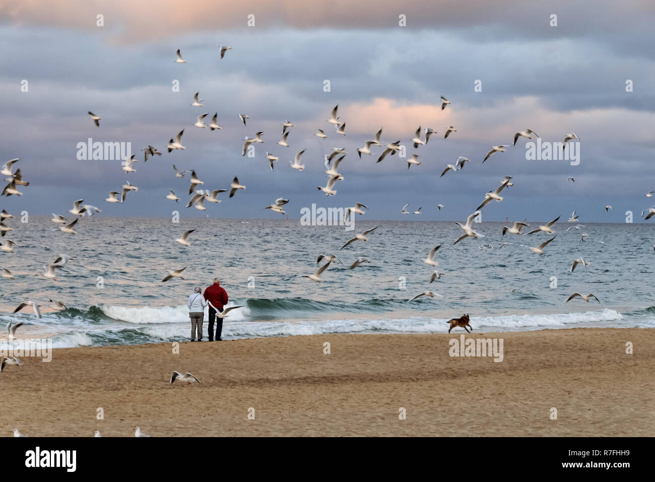 La vecchiaia per due. A piedi dal mare, donna, uomo e cane coppia senior abbracciando e camminare sulla riva del mare Foto Stock