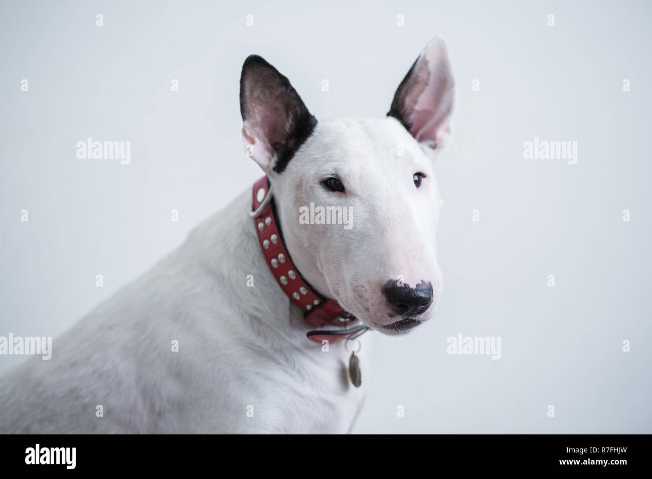 Carino bianco standard inglese bull terrier sorge isolato su uno sfondo bianco e guarda nella telecamera. Foto Stock