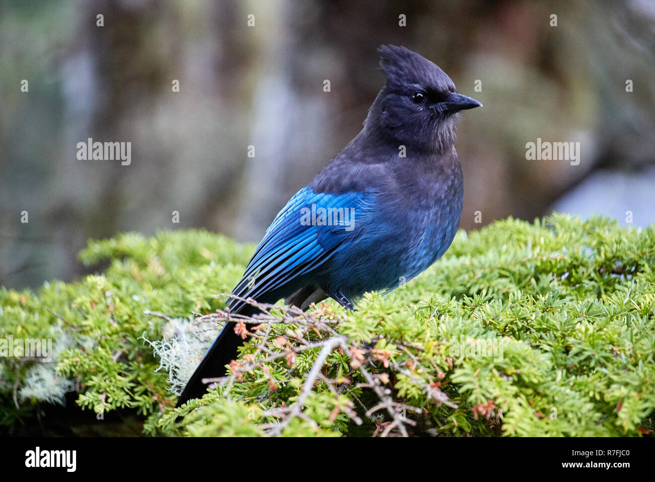 Steller Jay, Isola di Vancouver Foto Stock