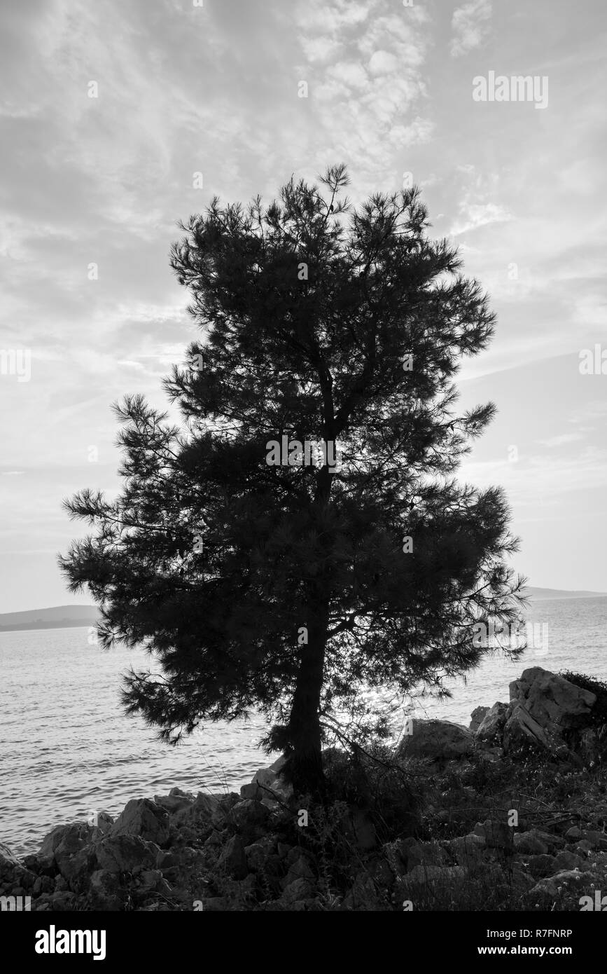 Silhouette ad albero con le nuvole e il mare in background. Immagine in bianco e nero. L'immagine verticale. Foto Stock