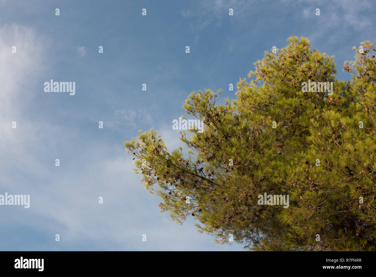 Green Tree Top con cielo blu e nuvole bianche. Alberi di pino contro il cielo blu come sfondo. Forest durante l'estate. Foto Stock