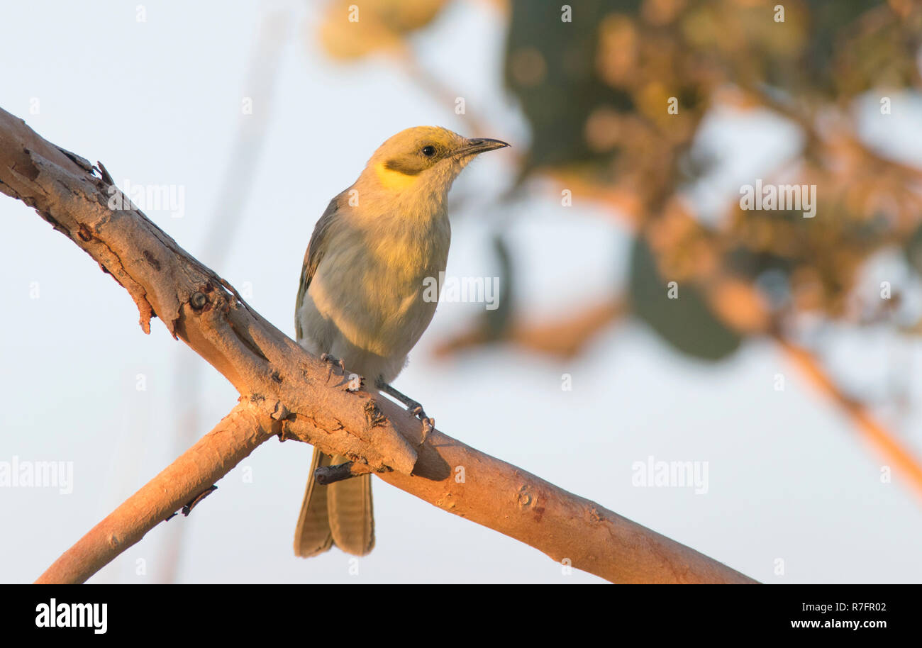 Un grigio-fronteggiata Honeyeater, Lichenostomus plumulus, arroccato in una fioritura di bargiglio tree, Western Queensland, Australia Foto Stock