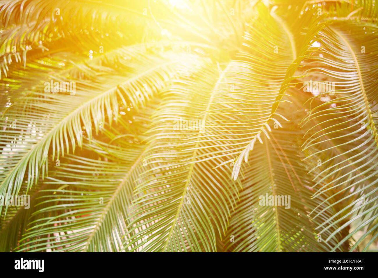 Tonica Palm tree con Sun, natura sfondo tropicale, tiepida e calda paese concetto di viaggio Foto Stock