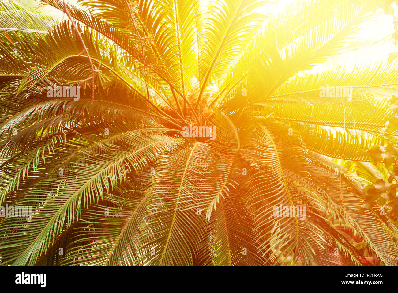 Tonica Palm tree con Sun, natura sfondo tropicale, tiepida e calda paese concetto di viaggio Foto Stock