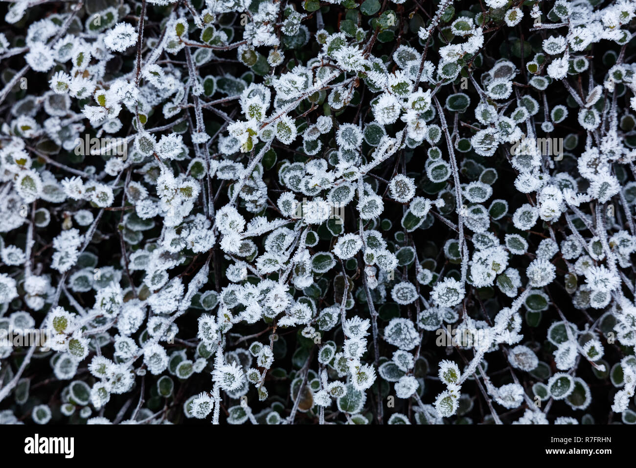 Inverno smerigliato foglie e piante per lo sfondo Foto Stock