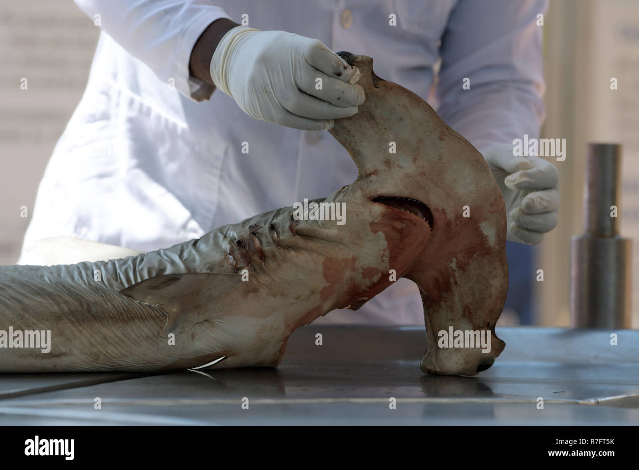 Le mani del tecnico di ricerca azienda occhio lobo del cuscinetto di dead squalo martello mentre spiegando l'animale's anatomy durante una conversazione educativa Foto Stock