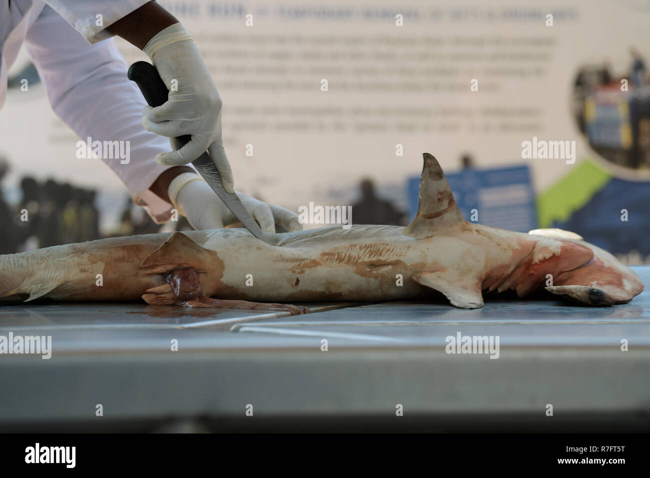 Durban, KwaZulu-Natal, Sud Africa, mani, il tecnico la realizzazione di una incisione, Squalo Martello, la dissezione di dimostrazione Sharks Board, close-up, dettaglio Foto Stock