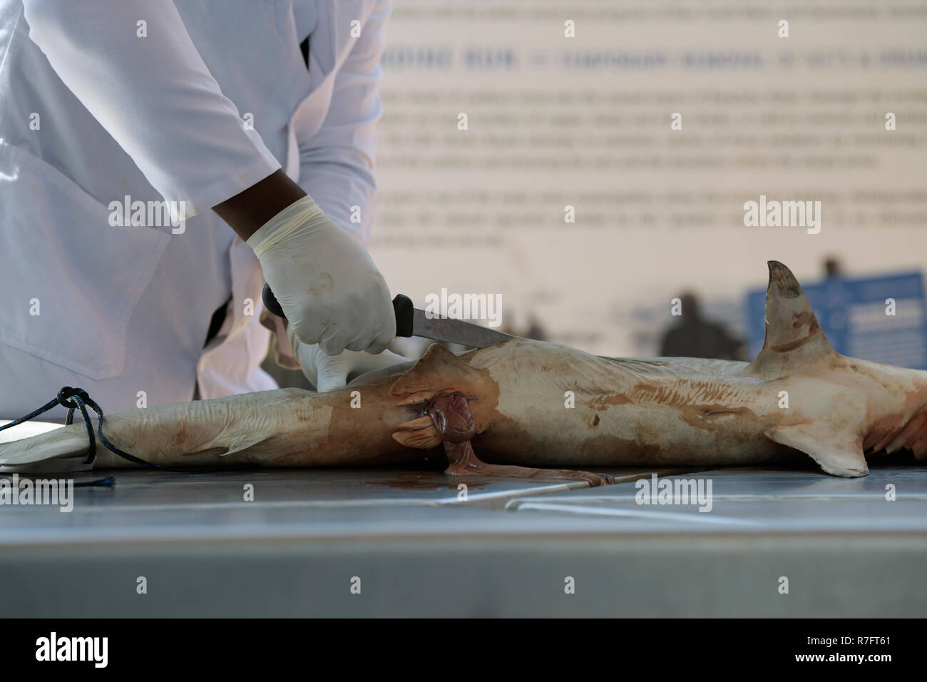 Durban, KwaZulu-Natal, Sud Africa, mani di taglio tecnico aprire Squalo Martello, coltello, presentazione pubblica, close-up, dettaglio Sharks Board Foto Stock
