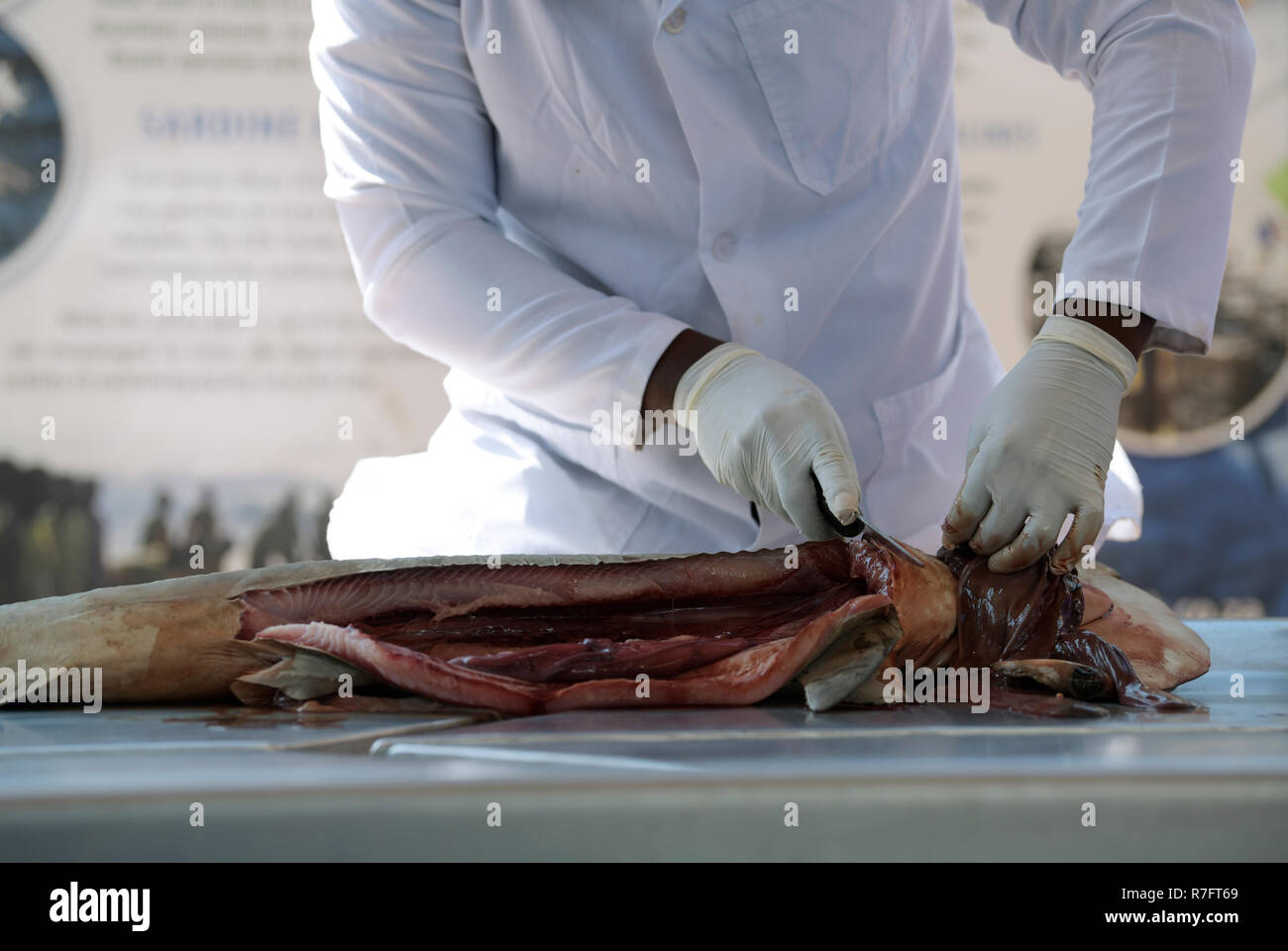 Durban, KwaZulu-Natal, Sud Africa, mani, Natal Sharks Board tecnico il taglio e la rimozione di organi da squalo martello, Shark la dissezione Foto Stock