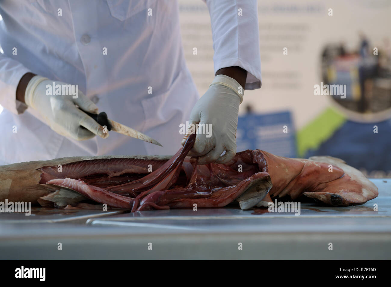 La mano del tecnico rimozione interiora da morti squalo martello durante la dissezione pubblica per creare la consapevolezza della situazione degli animali in pericolo di estinzione, KZN Foto Stock