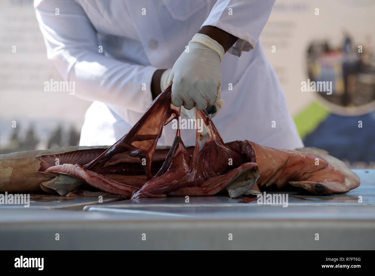 Durban, KwaZulu-Natal, Sud Africa, mani, tecnico di ricerca il taglio e la rimozione degli intestini, Squalo Martello, presentazione pubblica, close-up Foto Stock