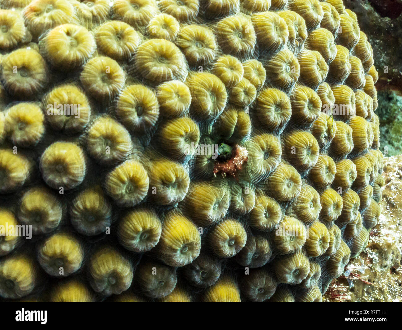 Bavose nascondendo In Coral Reef - la Barriera Corallina, Cozumel, Messico Foto Stock