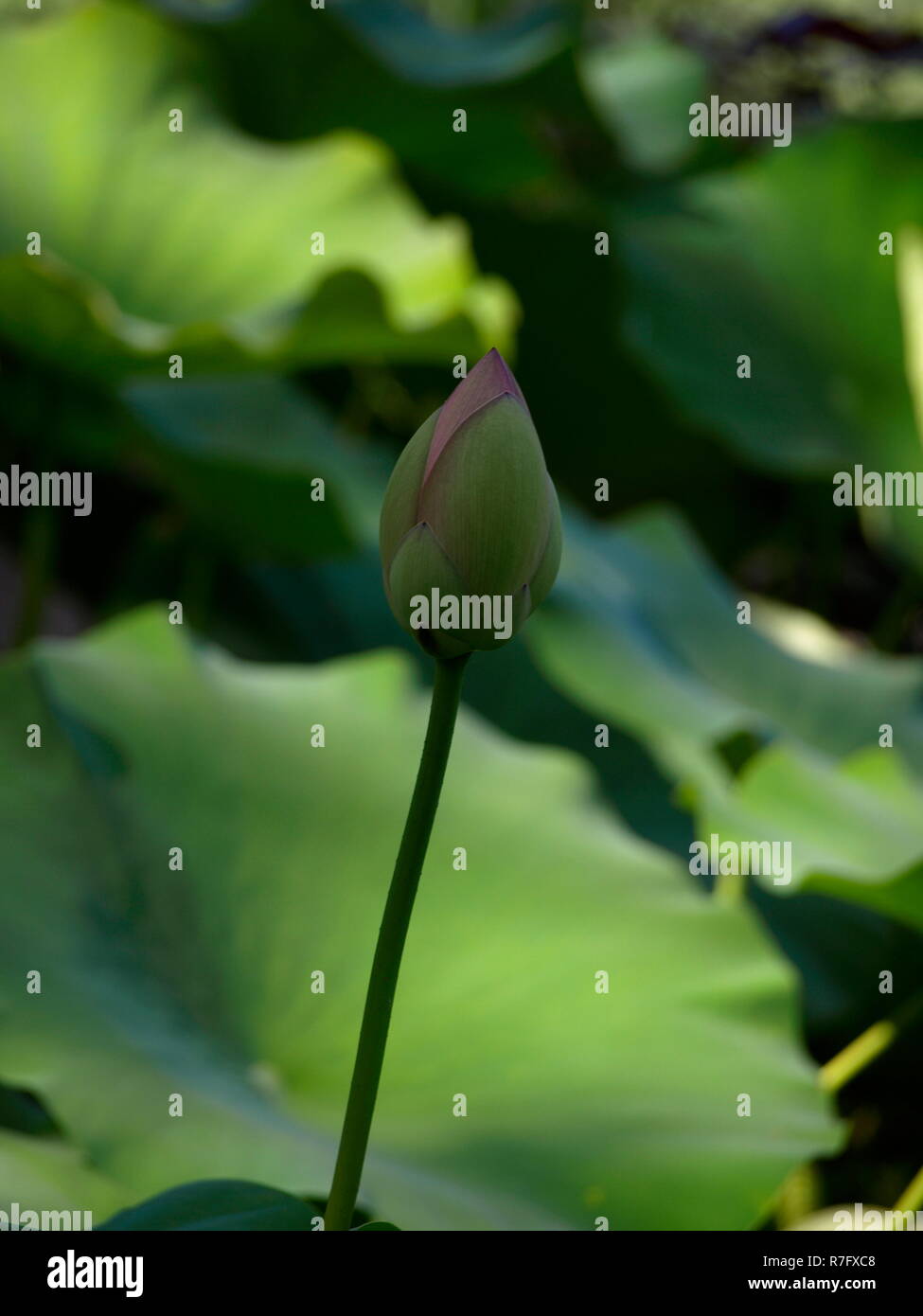 germoglio del loto Foto Stock