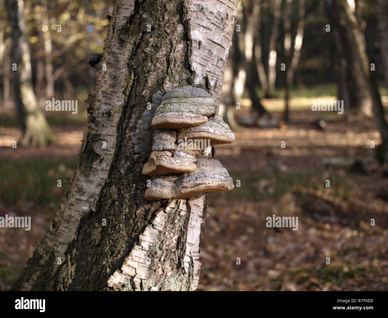 Legno e funghi ad albero Foto Stock
