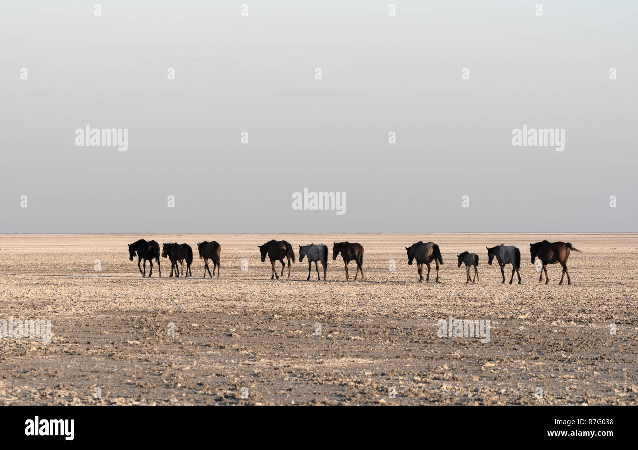 Cavalli su Makgadikgadi Pan, Nwetwe Pan in Botswana Foto Stock